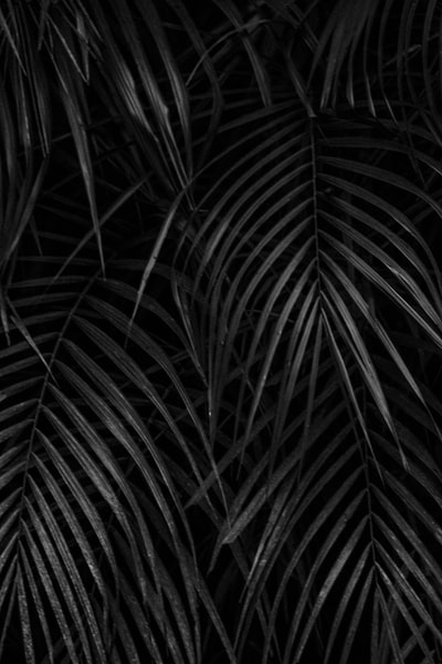 棕榈树灰度照片